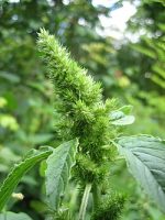 نهالچه تاجخروس قرمز (Amaranthus retroflexus) – علف هرز پهنبرگ هدف