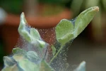 برگ انگور آلوده به کنه تارعنکبوتی