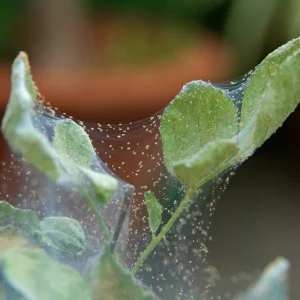 برگ انگور آلوده به کنه تارعنکبوتی