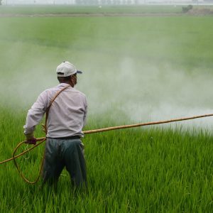 عملیات سم‌پاشی با سم پاراکوات گراماکسون در مزرعه برای کنترل علف‌های هرز