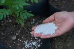 تصویر کیسه کود اوره ریز بجنورد ۴۶ درصد نیتروژن با دانه‌بندی یکنواخت و بسته‌بندی ۵۰ کیلویی
