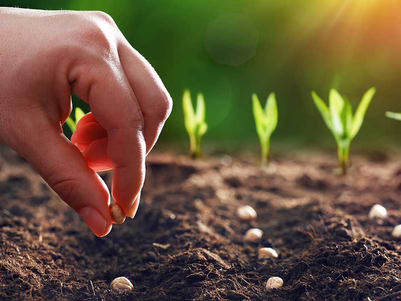 معیارهای انتخاب بذر مناسب