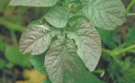 سوختگی حاشیهای برگ مرکبات – علائم کمبود پتاس