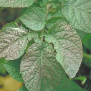 سوختگی حاشیه‌ای برگ مرکبات – علائم کمبود پتاس