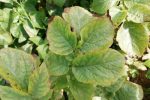 سوختگی حاشیهای برگ مرکبات – علائم کمبود پتاس