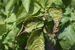 سوختگی حاشیهای برگ مرکبات – علائم کمبود پتاس