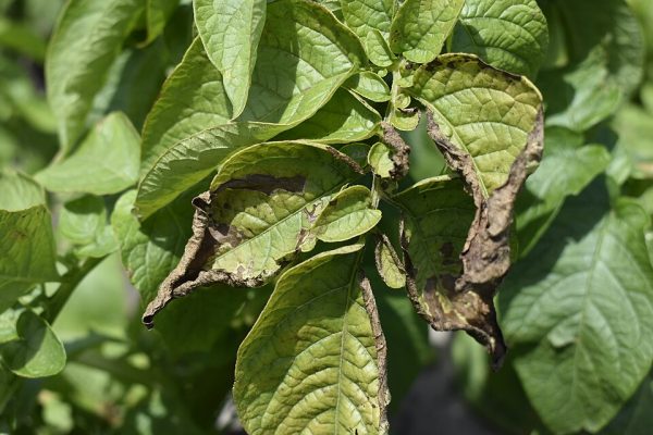 سوختگی حاشیه‌ای برگ مرکبات – علائم کمبود پتاس