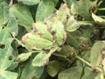 کنترل کنه تارعنکبوتی با پروپارژیت ۵۷٪ EC