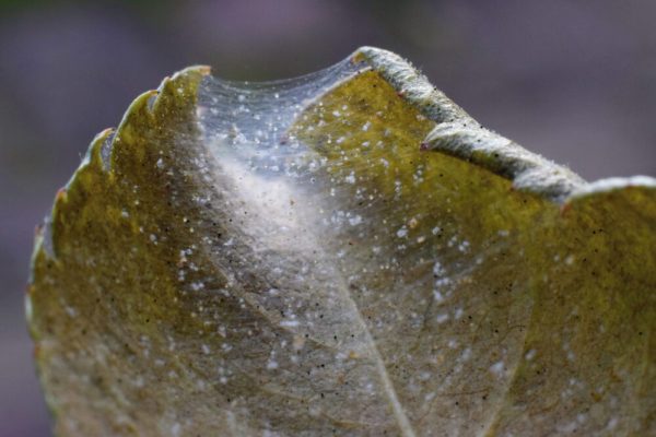 برگ انگور آلوده به کنه تارعنکبوتی