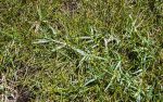علف هرز قیاق (Sorghum halepense) قبل از کنترل با سوپر گالانت ۱۰.۸٪
