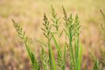 علف هرز قیاق (Sorghum halepense) قبل از کنترل با سوپر گالانت ۱۰.۸٪