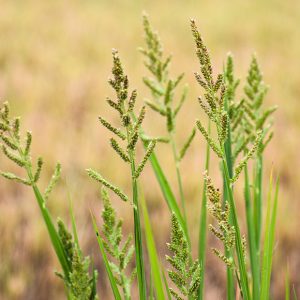 علف هرز قیاق (Sorghum halepense) قبل از کنترل با سوپر گالانت ۱۰.۸٪