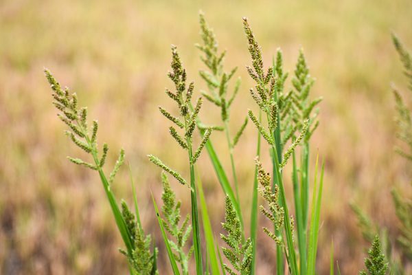 علف هرز قیاق (Sorghum halepense) قبل از کنترل با سوپر گالانت ۱۰.۸٪
