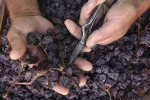 تیزابزنی انگور با روغن سبزه