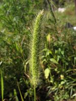 نهالچه دمروباهی/سوروف بهعنوان علف هرز هدف
