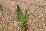 نهالچه تاجخروس قرمز (Amaranthus retroflexus) بهعنوان علف هرز پهنبرگ هدف