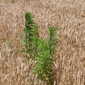 نهالچه تاج‌خروس قرمز (Amaranthus retroflexus) به‌عنوان علف هرز پهن‌برگ هدف