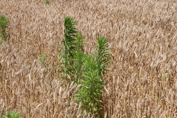 نهالچه تاج‌خروس قرمز (Amaranthus retroflexus) به‌عنوان علف هرز پهن‌برگ هدف